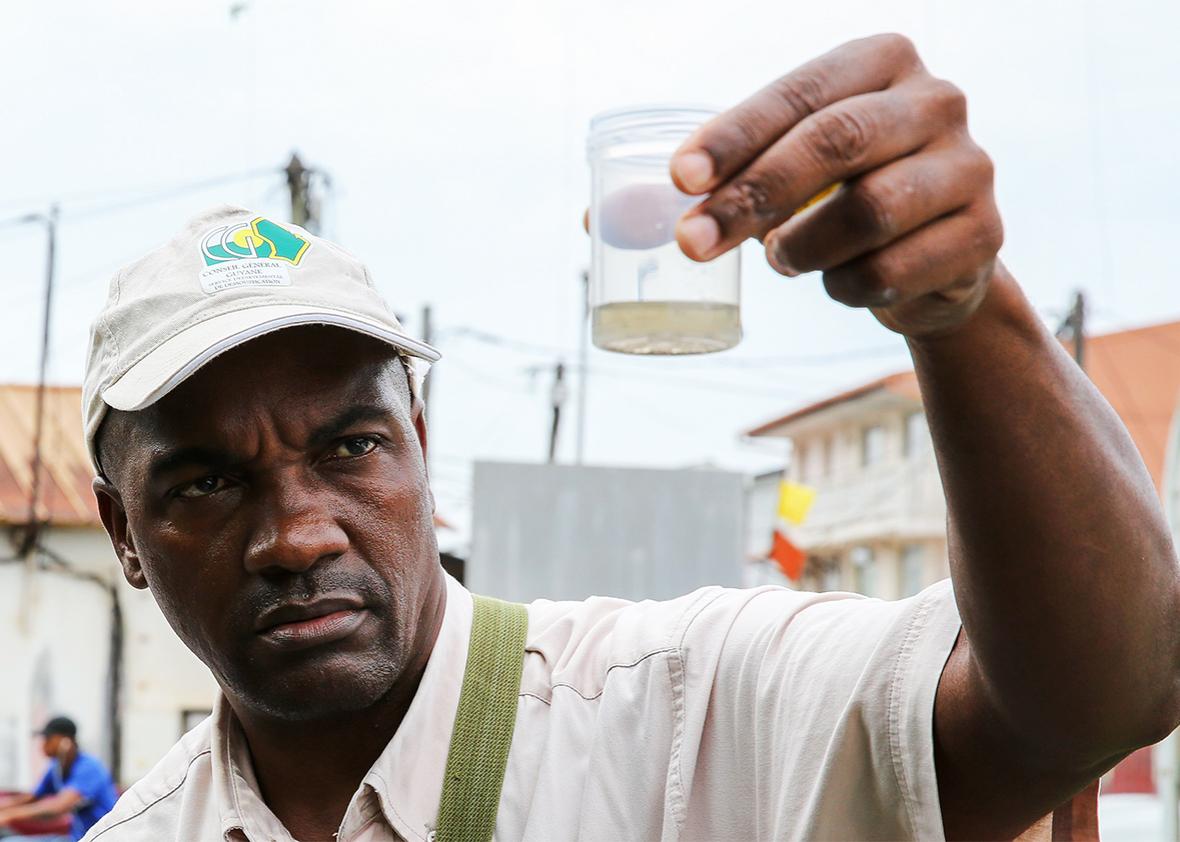 Collectivite Territoriale de Guyane collects mosquito larvae. 