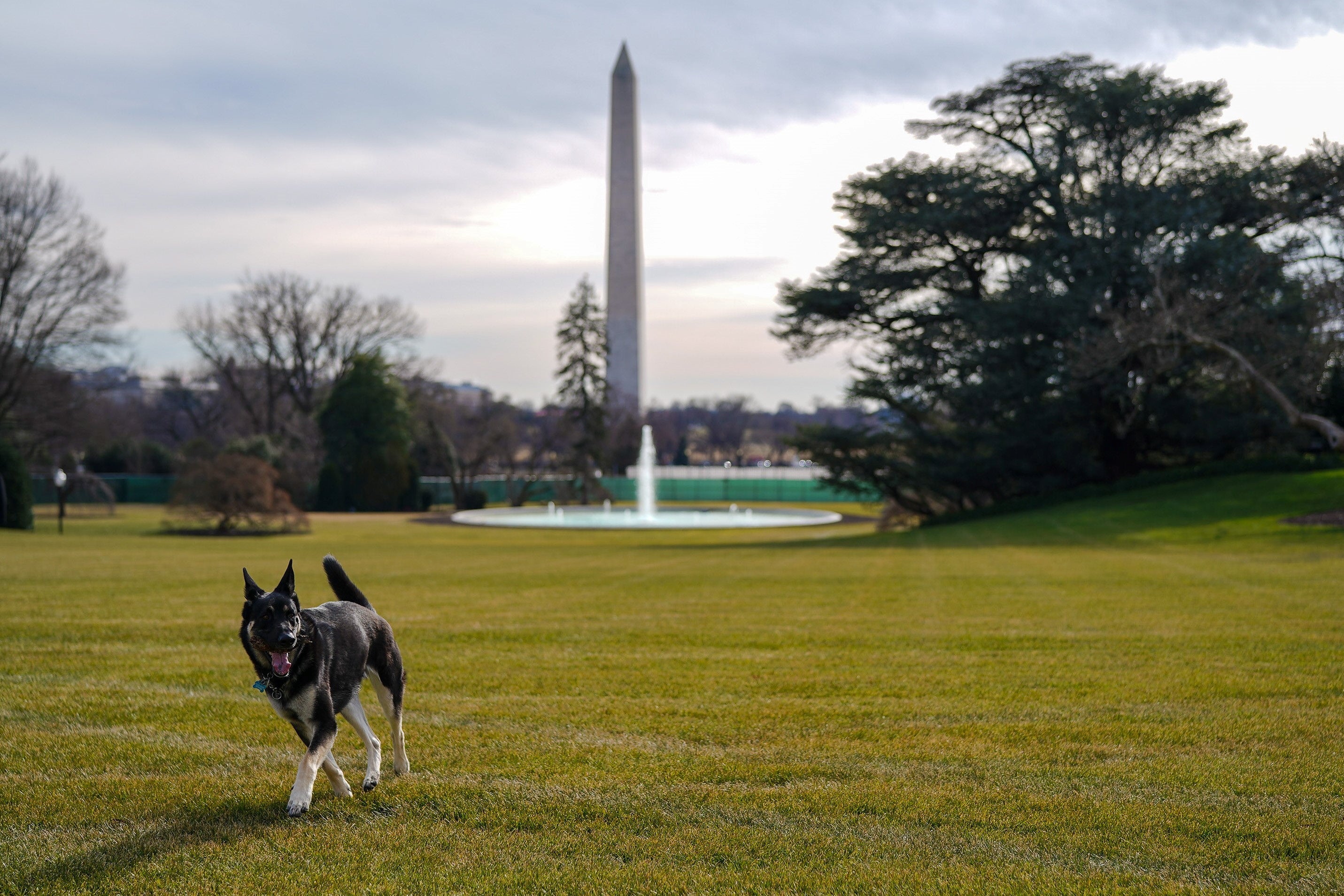 Joe Biden's dog, Major, walking on the White House grounds with the Washington Monument in the background.