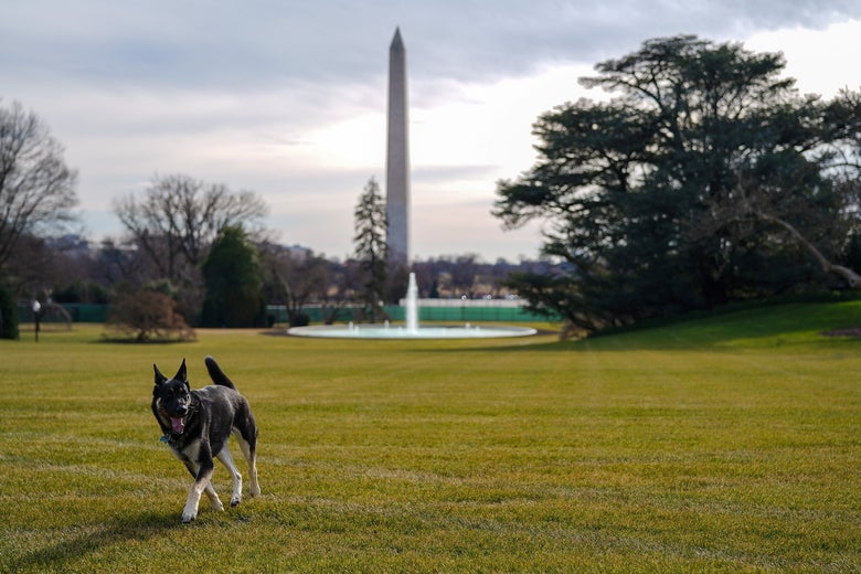 Major German shepherd from Biden was reportedly sent back to Delaware after a “bite incident”.