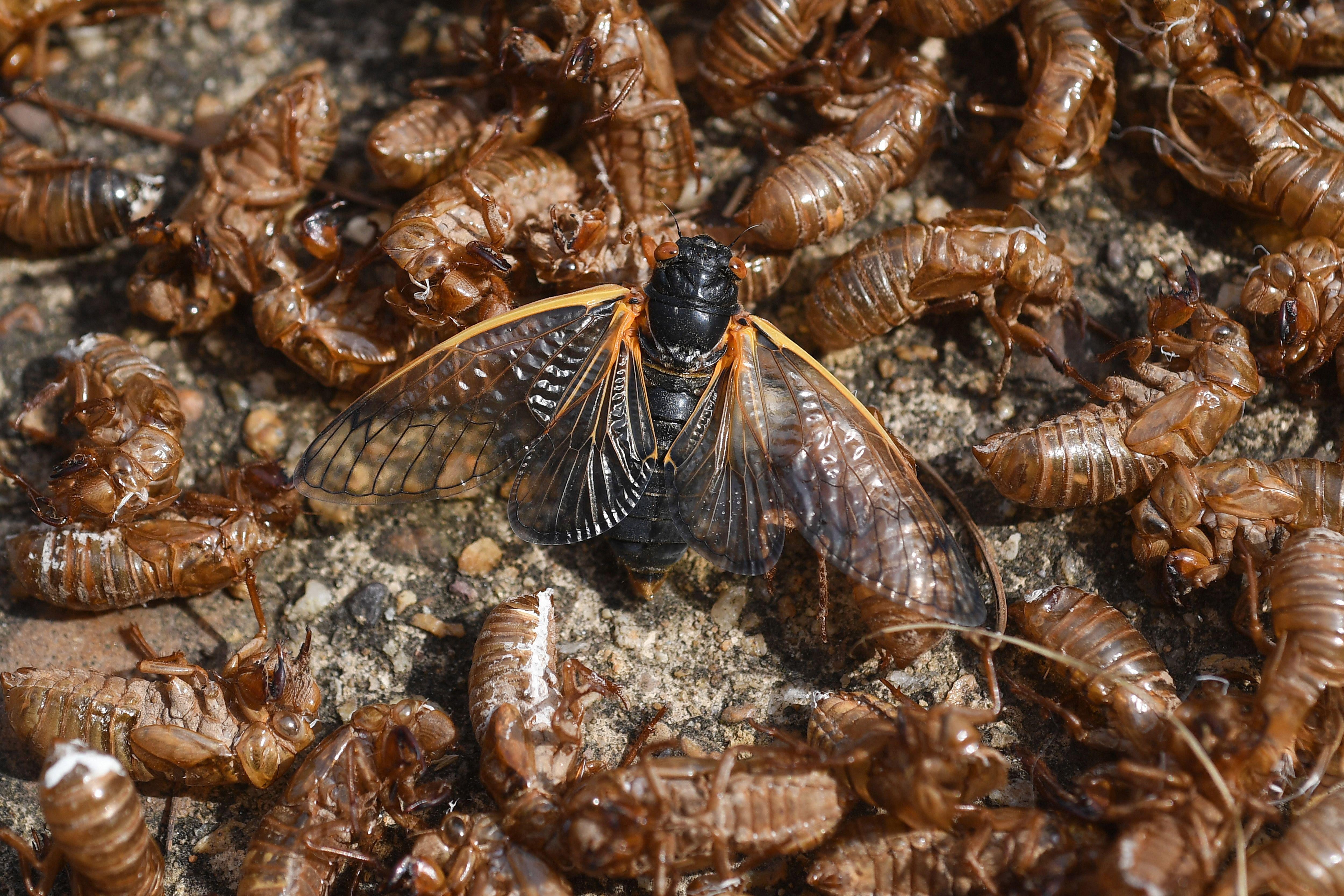 a cicada in the middle of cicada shells
