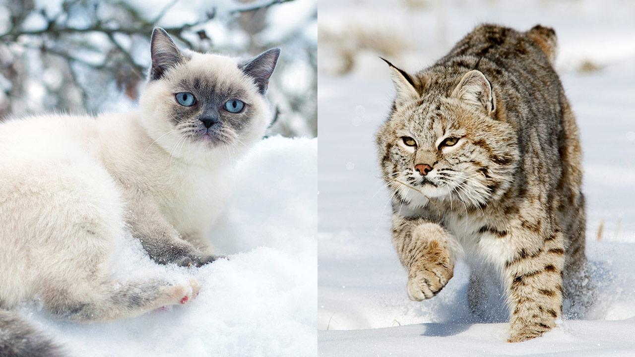 Cats halfdomesticated Why felines are less domesticated than dogs