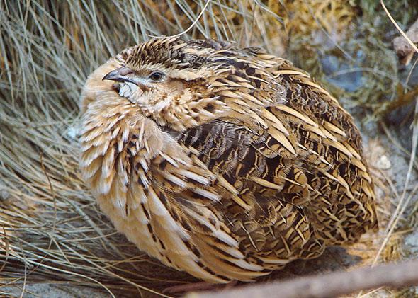 European Quail at the Warsaw Zoo, October 2008.