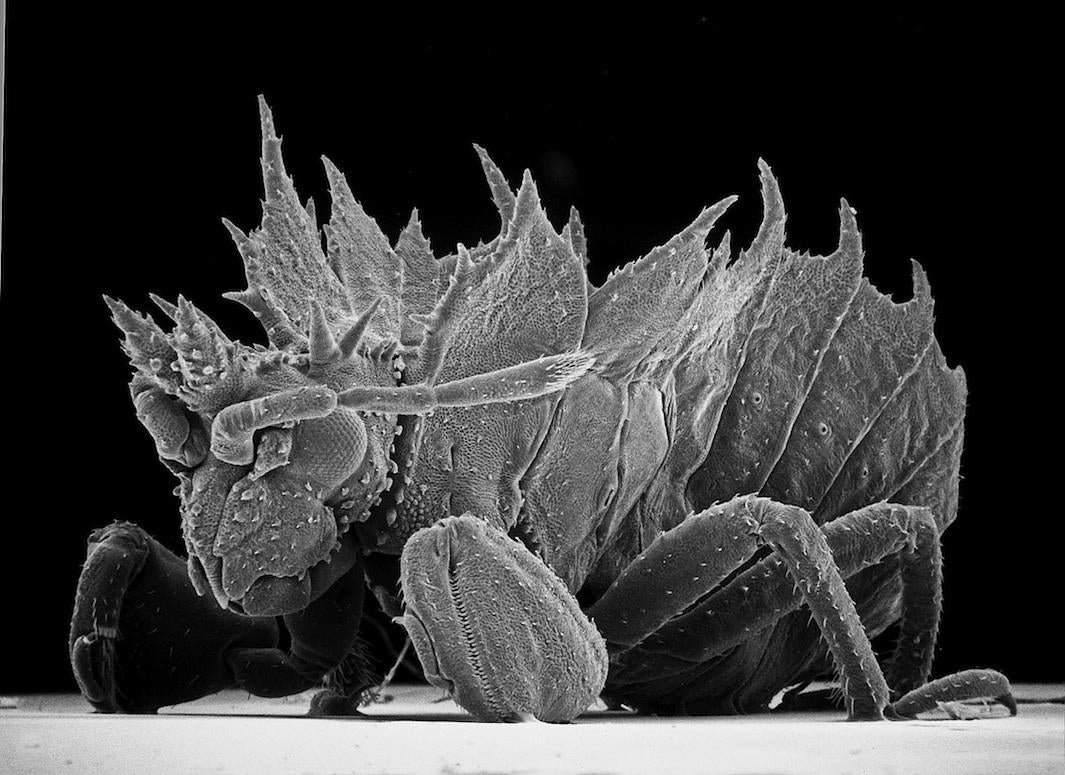 microscope images of bugs