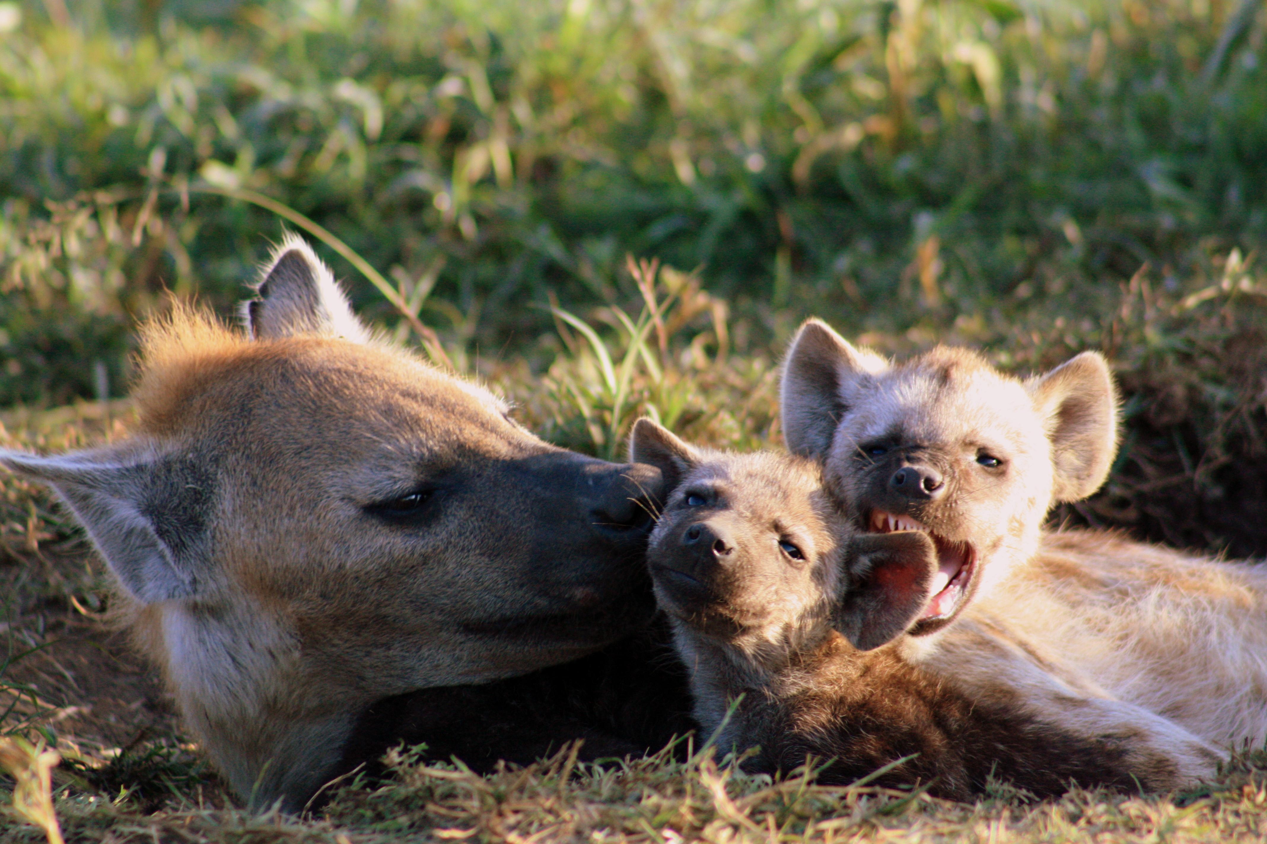 Hyena surprises: Pseudopenis, social IQ, intelligence, female dominance.