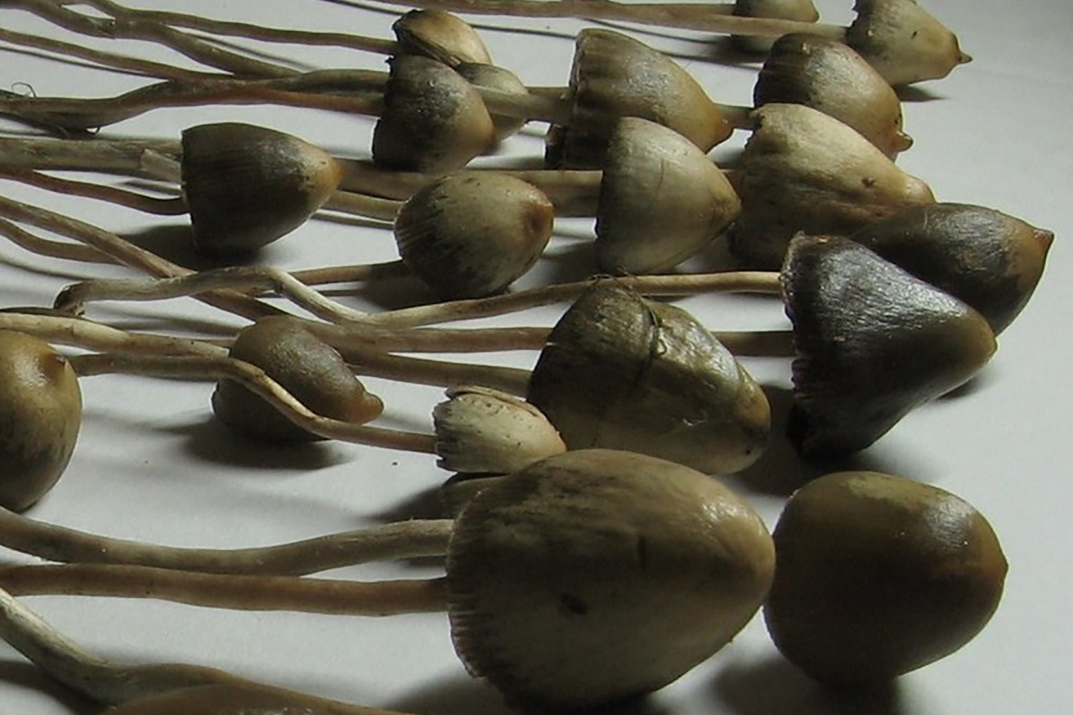 About 18 psilocybin mushrooms, on a white background.