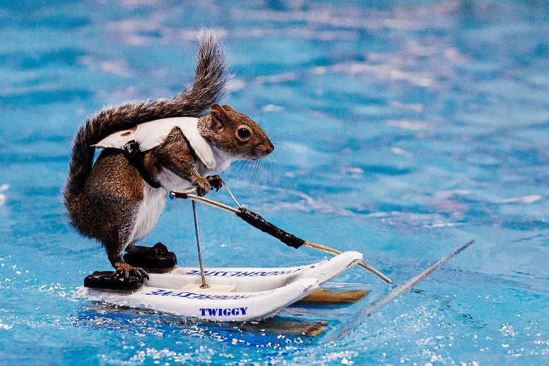 A squirrel, wearing a white life jacket, standing on a pair of mini water skis in a pool