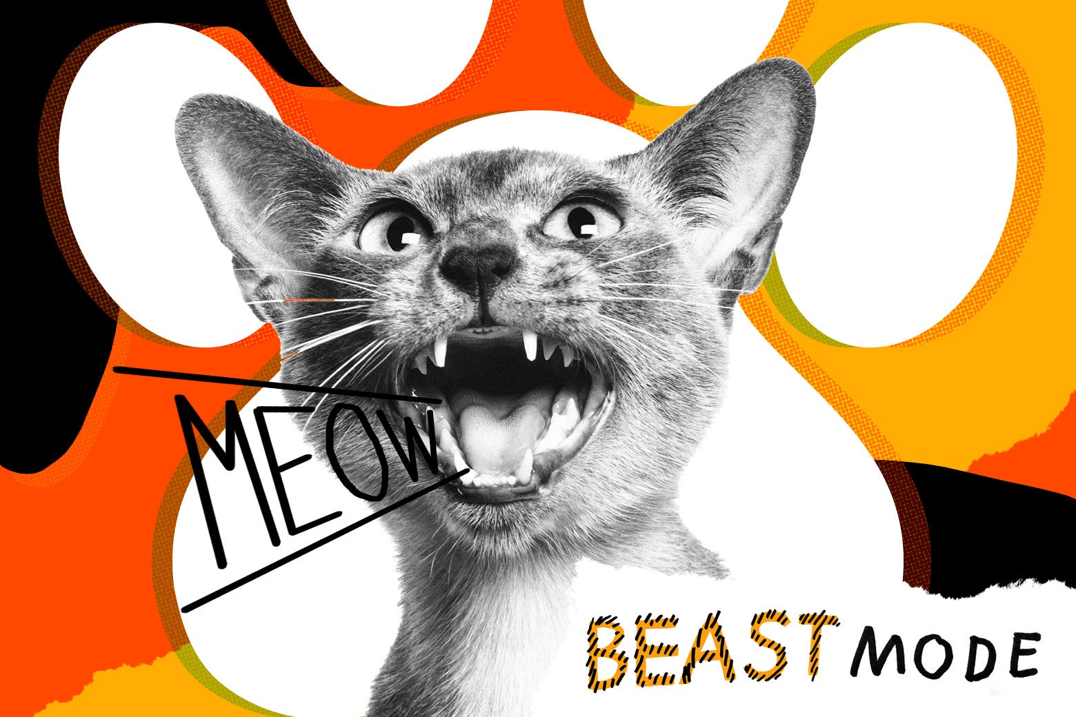 Photo illustration of a screaming cat