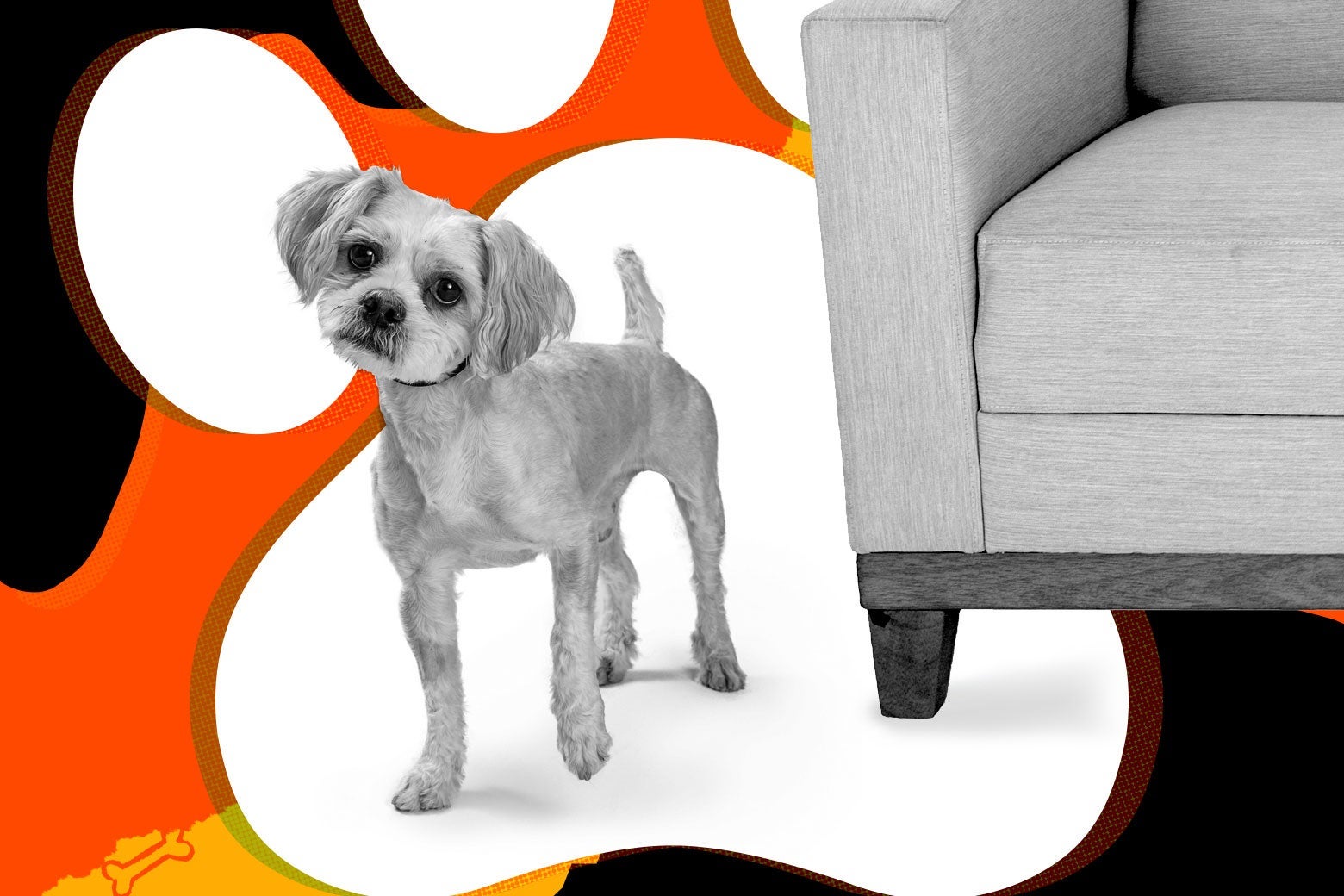 Why Does My Dog Keep Peeing On Sofa