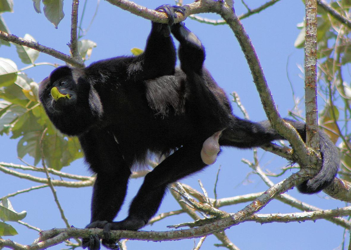 Some Howler Monkeys Have Huge Balls Others Have Loud Calls