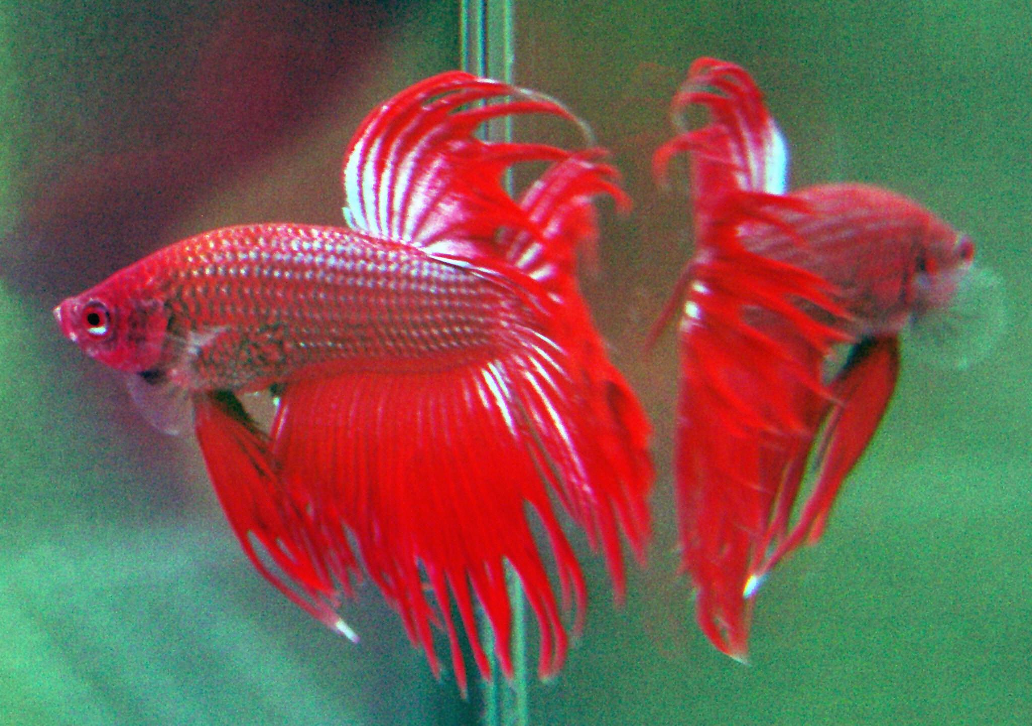 Betta fish: How does it know when there's food in the aquarium?