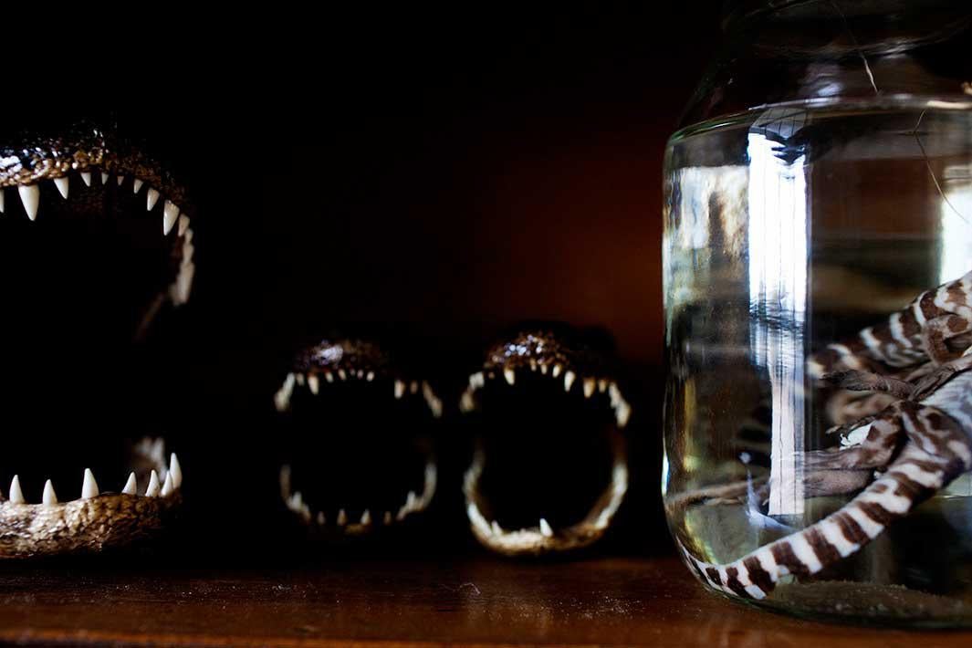 Mounted alligator heads and underdeveloped gators in a jar of formaldehyde decorate a display case at Daneco Alligator Farm in Houma, Louisiana on Thursday, February 18, 2010.
