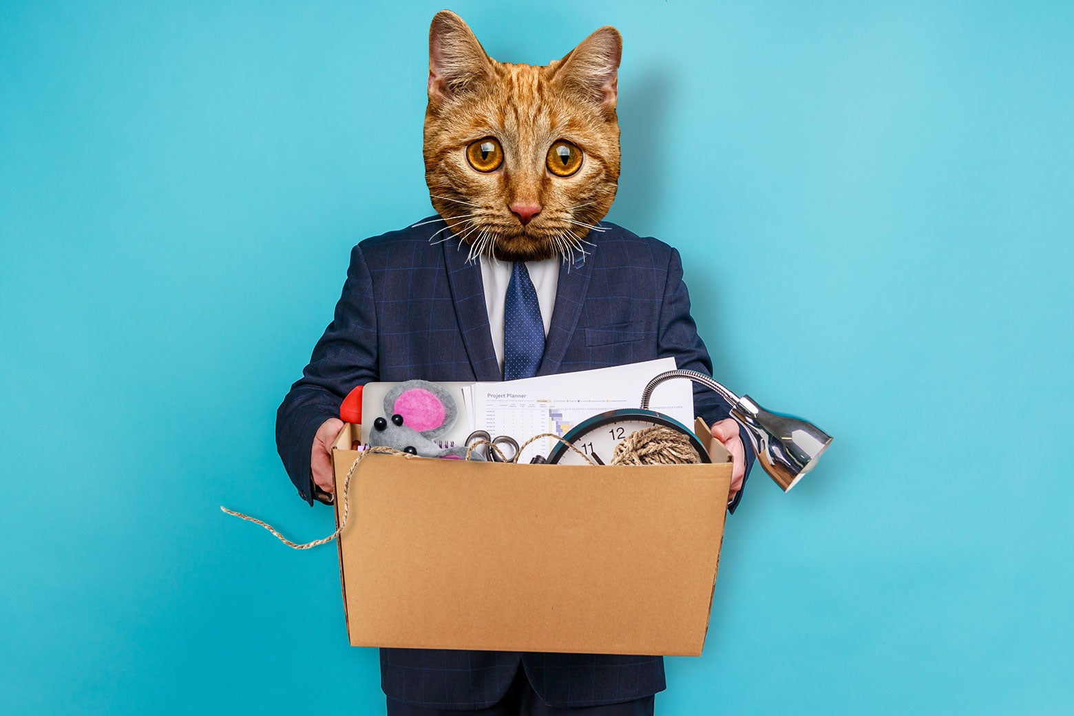 A cat in a suit looks sad as it holds a box of its toys and office supplies