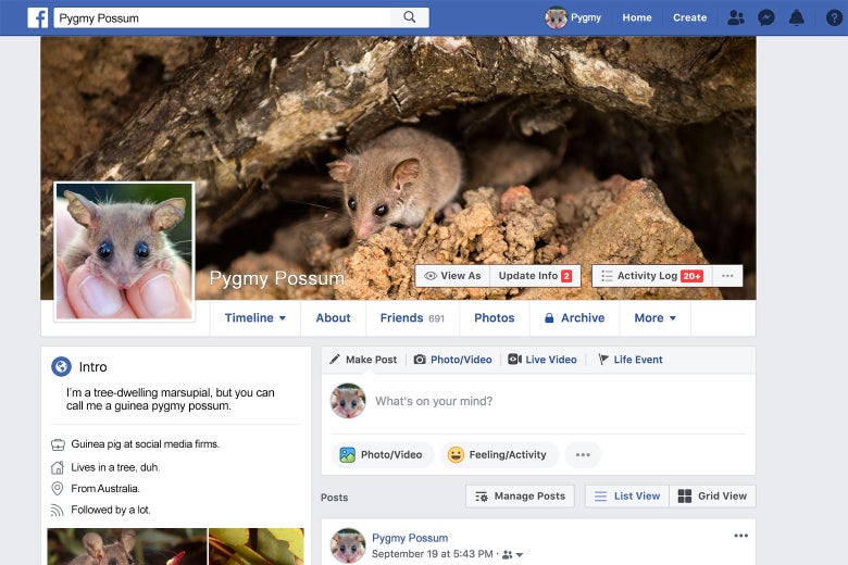 Facebook page of a pygmy possum.