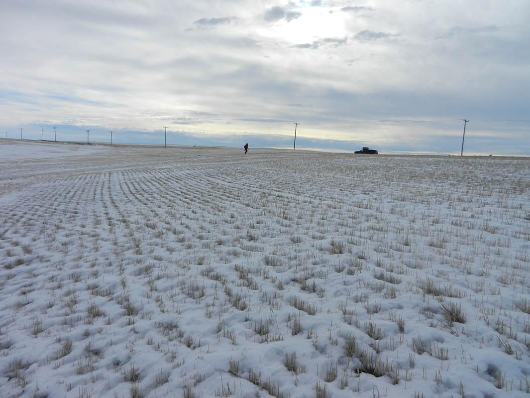 Agricultural practices could be contributing to the amount of dirt that finds its way into snowflakes. Here, a field in Montana.