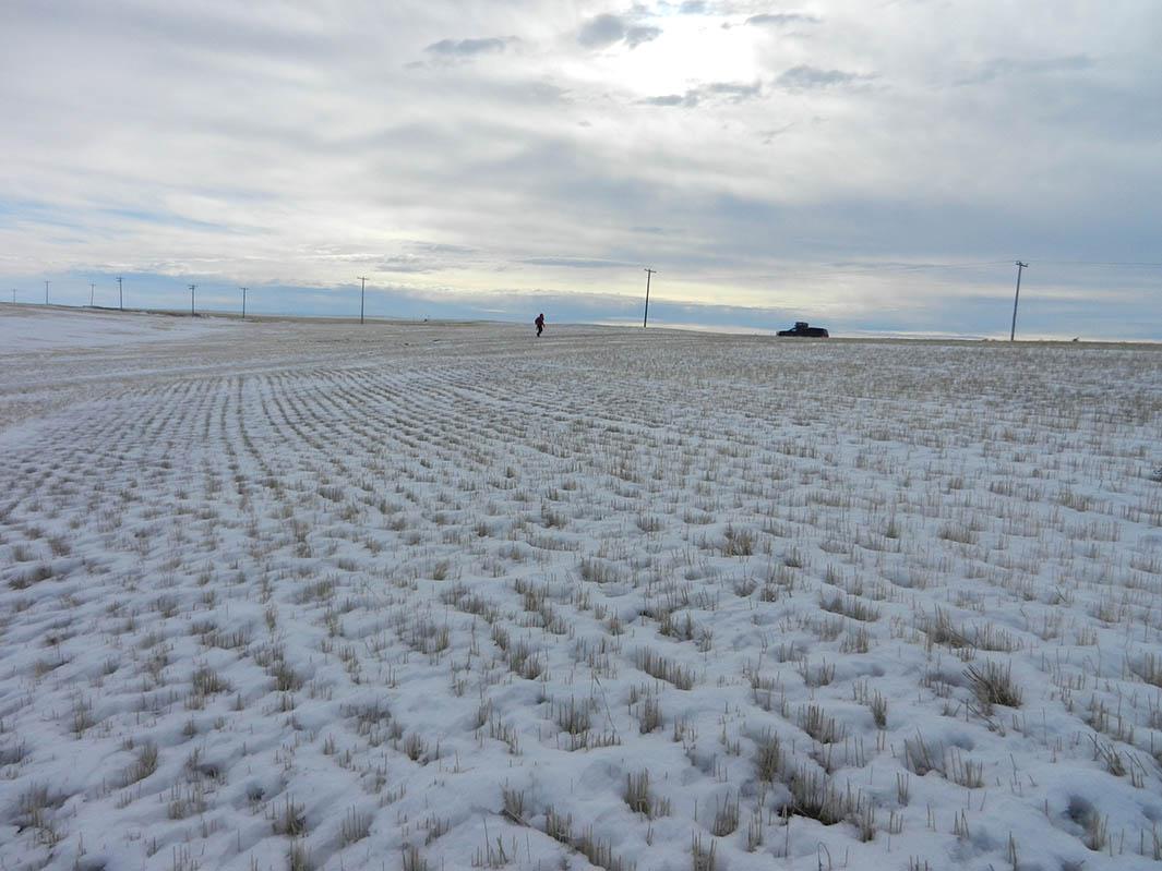 Agricultural practices couldÂ be contributing to the amount of dirt that finds its way into snowflakes. Here, a field in Montana.