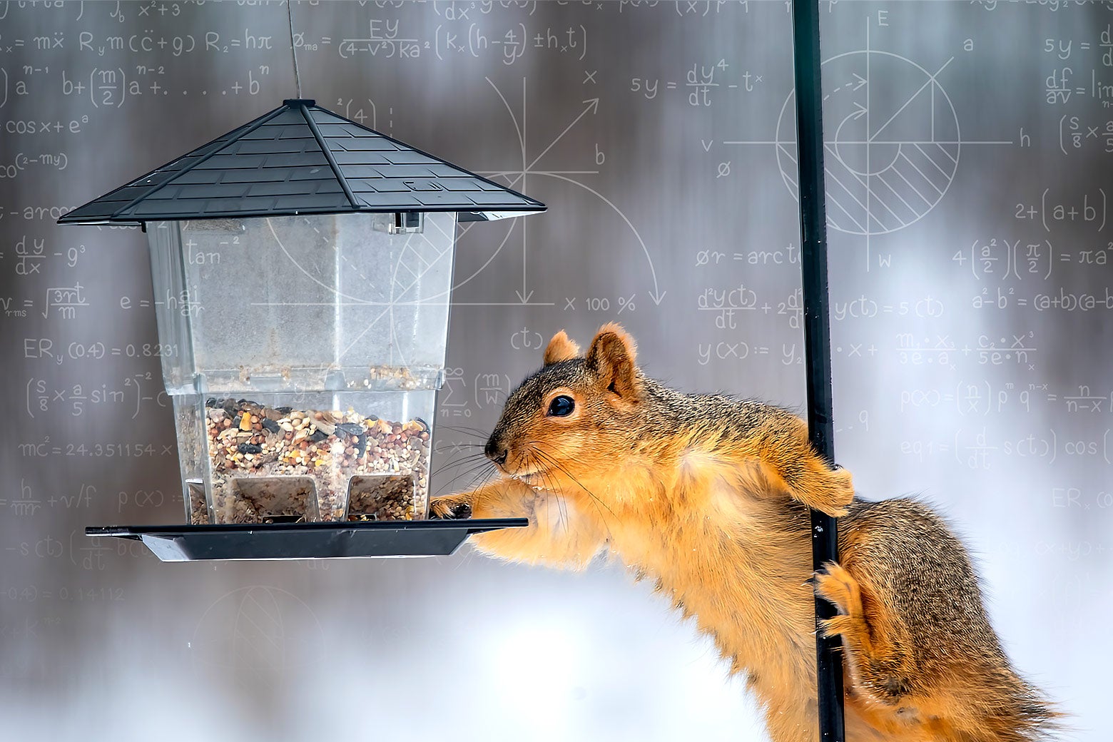 The Squirrels Keep Beating My Family’s Expensive “Squirrel-Proof” Bird Feeders. I Figured Out Why.