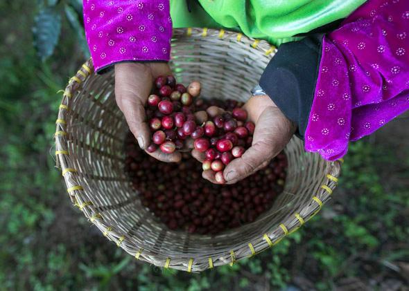 A member of the Lisu hill tribe picks Thai arabica coffee beans at the Thai High coffee farm on December 8, 2012 in Phrao, northern Thailand.