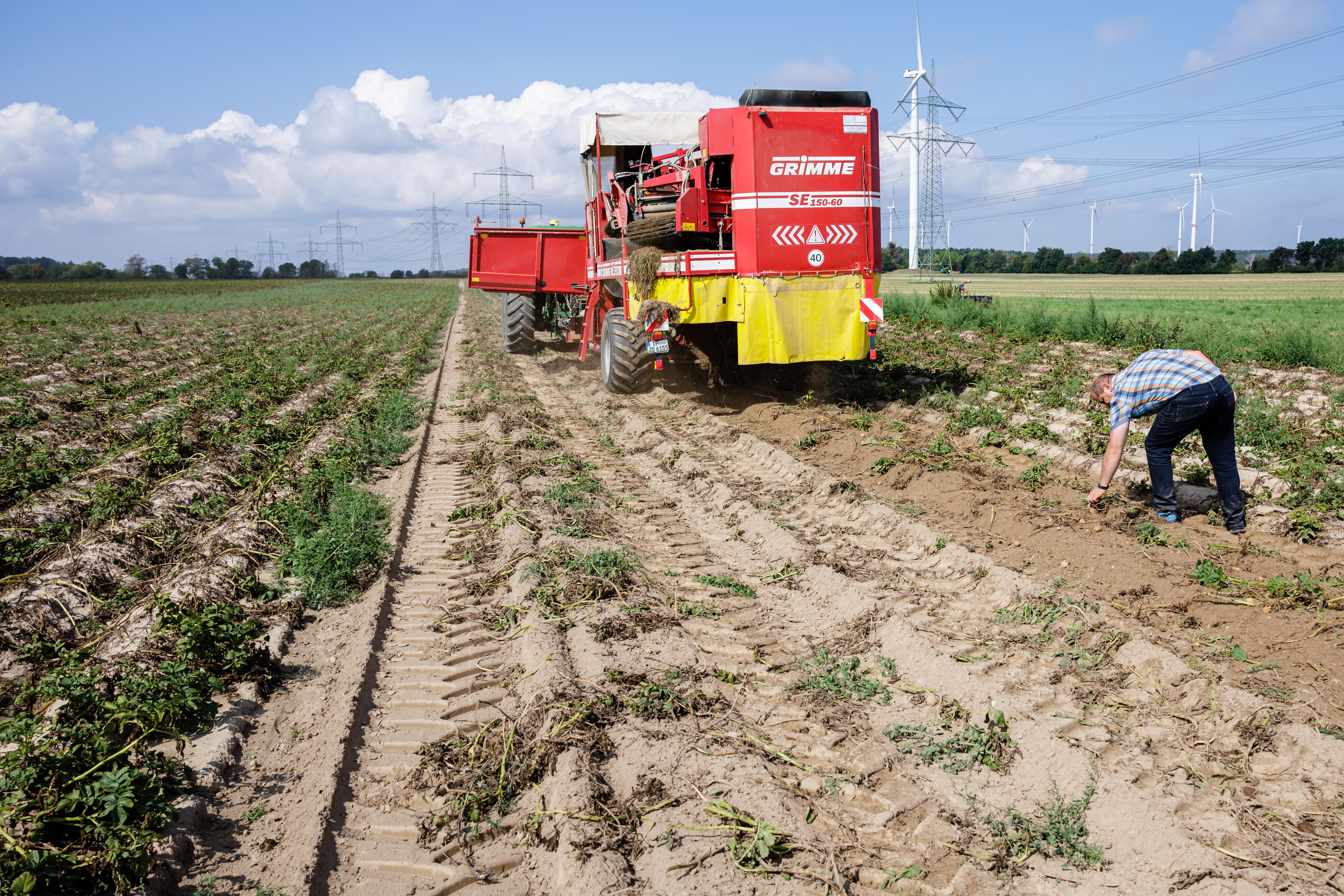 A large, red potato harvesting machine in a dry, dusty field, with lines of low green plants. Next to the machine, a man hunches over, grabbing something in the dirt.