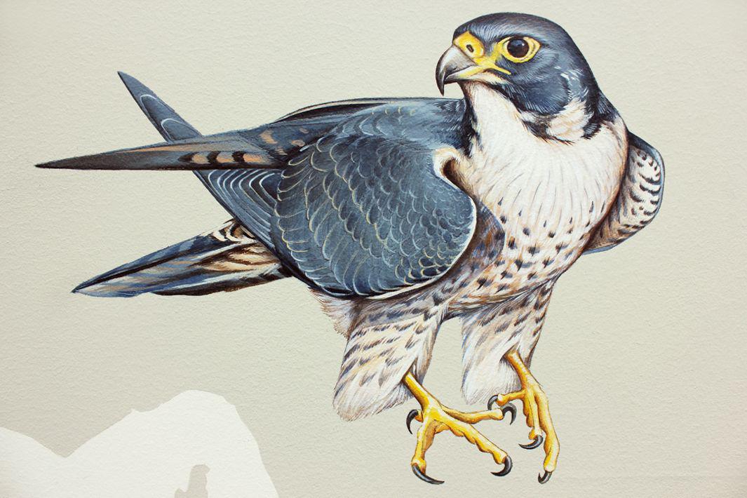 33_Peregrine Falcon