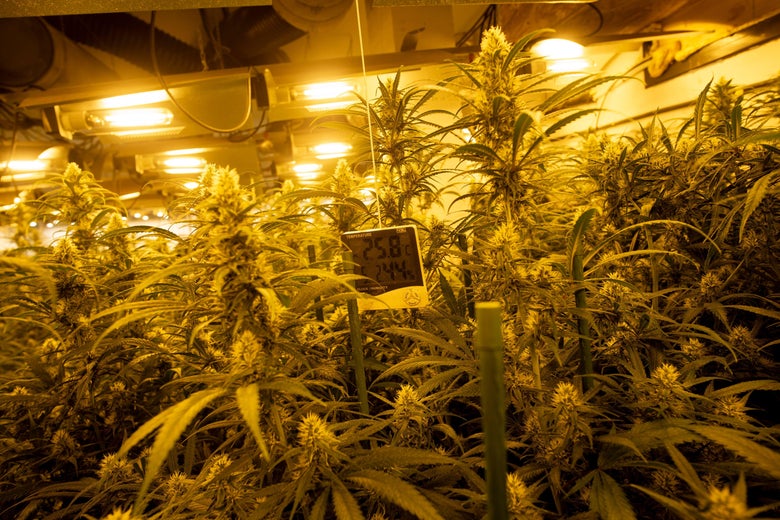 Bright lights shine on tall marijuana plants indoors.