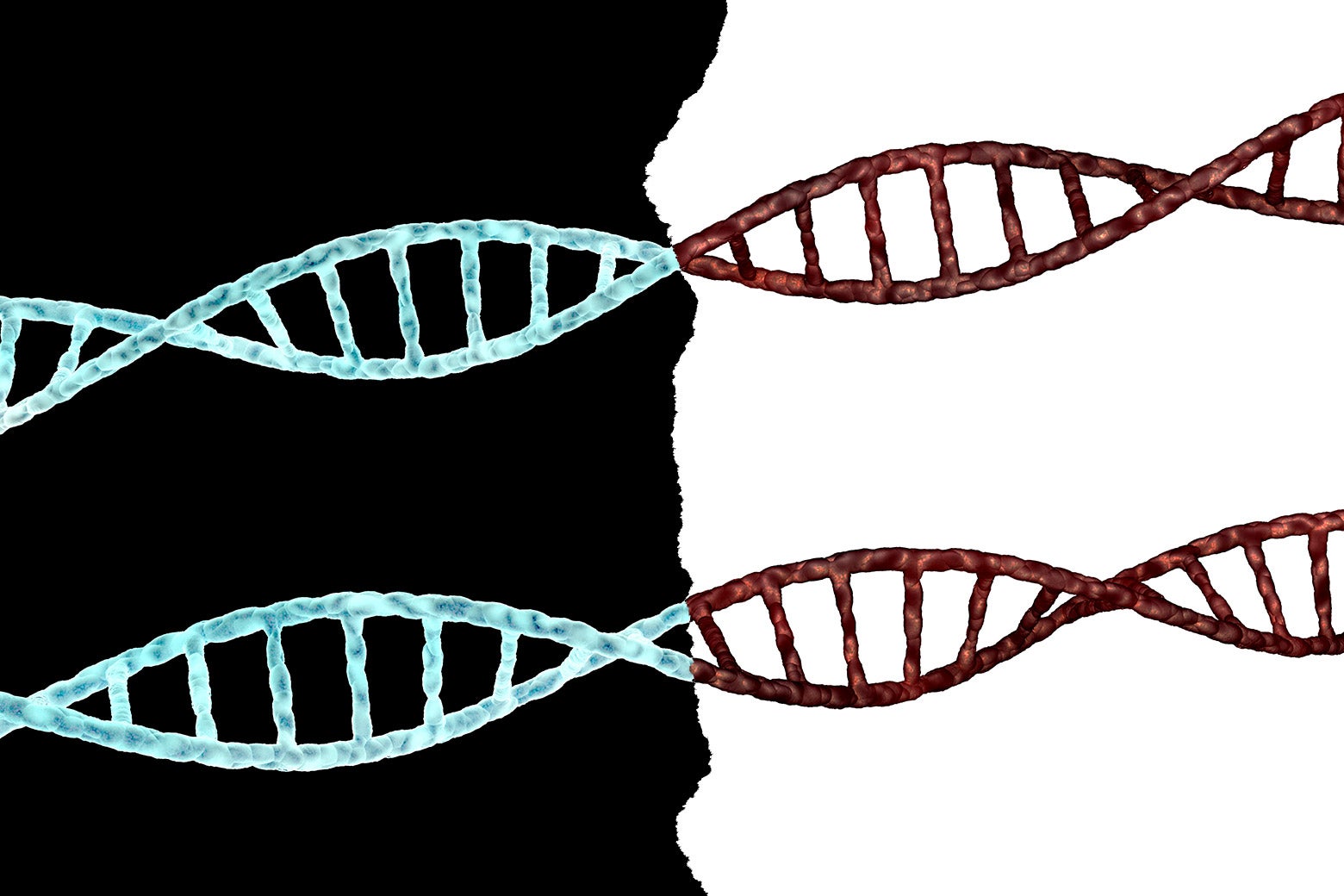 DNA strands laid out across a black and white divide.