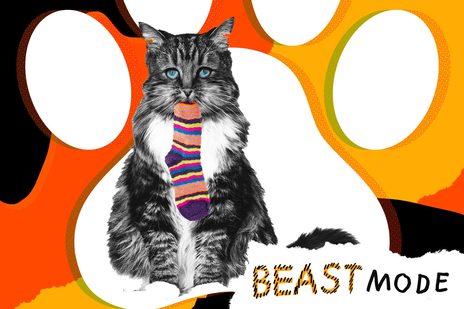 My cat’s clotheseating obsession has to stop.