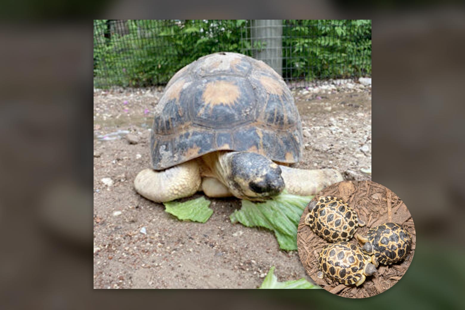 Mr. Pickles, the fertile 90-year-old radiated tortoise at the Houston Zoo, with his three new babies.