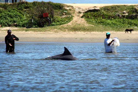 Dolphins and fishermen work together in Laguna, Brazil, to catch groups of mullet. 