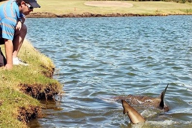 A lake with a shark. A man in a polo and sunglasses leans down at the edge of the lake to observe.