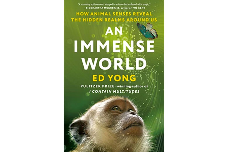 Photo of a monkey looking up at a butterfly on the cover of An Immense World