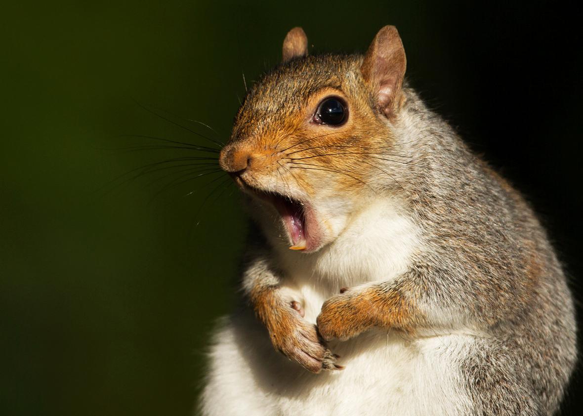 frustrated squirrel. 