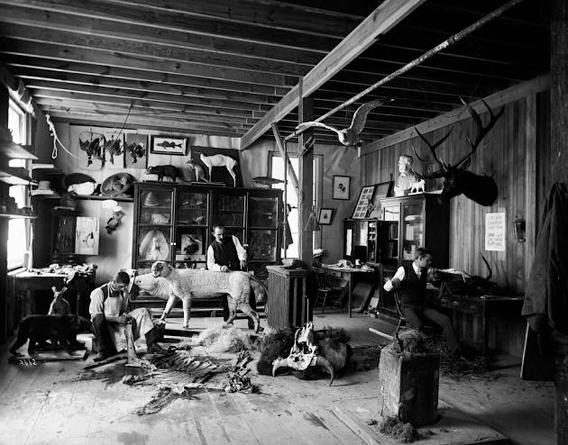 William Temple Hornaday (center), Taxidermist and Zoo Keeper, Andrew Forney, and another unidentified man, working in the taxidermists' laboratory located in a shed in the South Yard behind the Smithsonian Institution Building. 