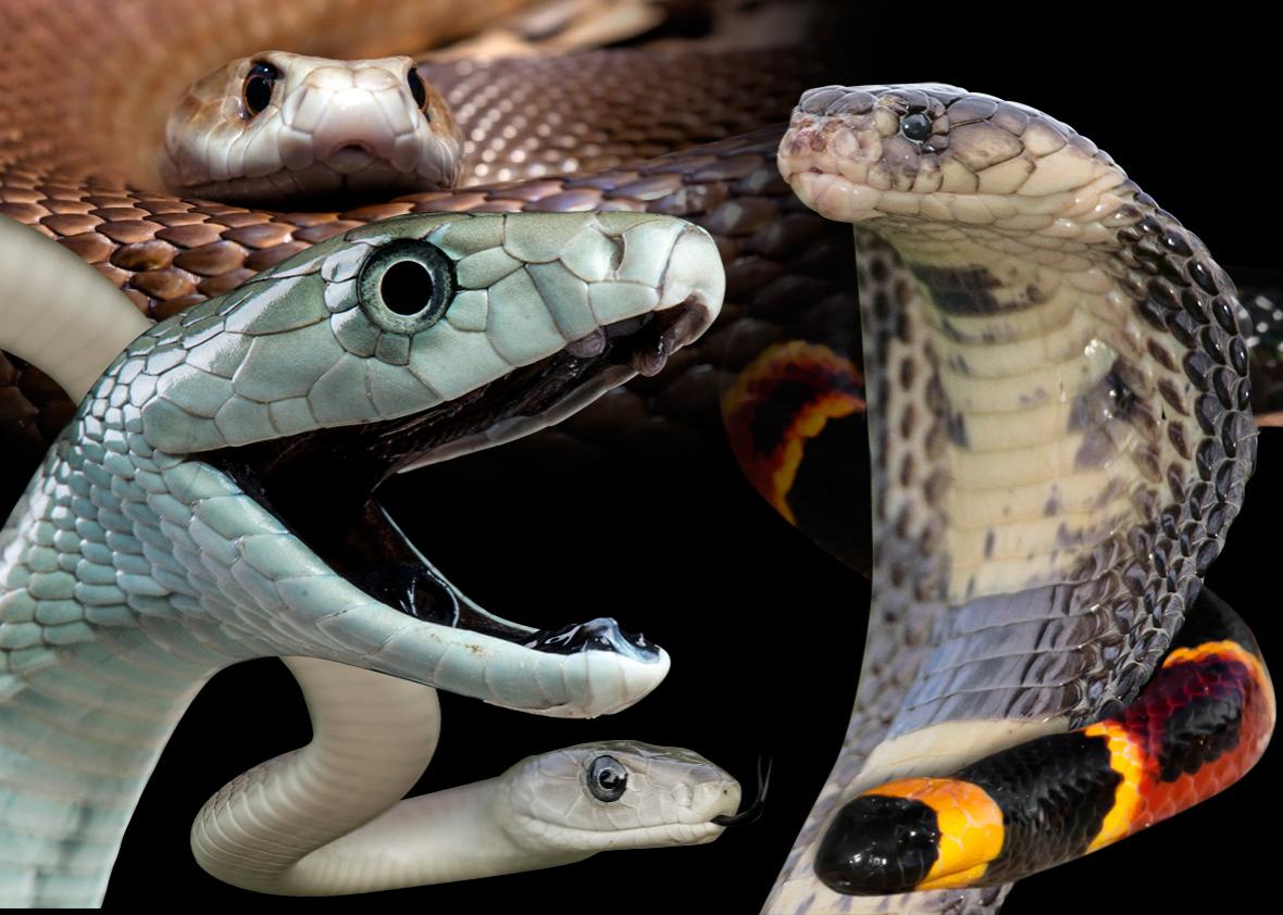 Увидеть змею дома. Автобус змея. Male Venomous Snake features. How to recognize Venomous Snakes.