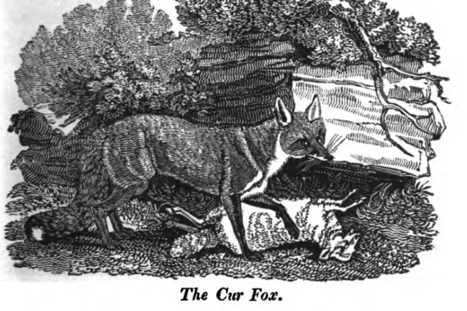 Drawing of a short-legged fox in a bush