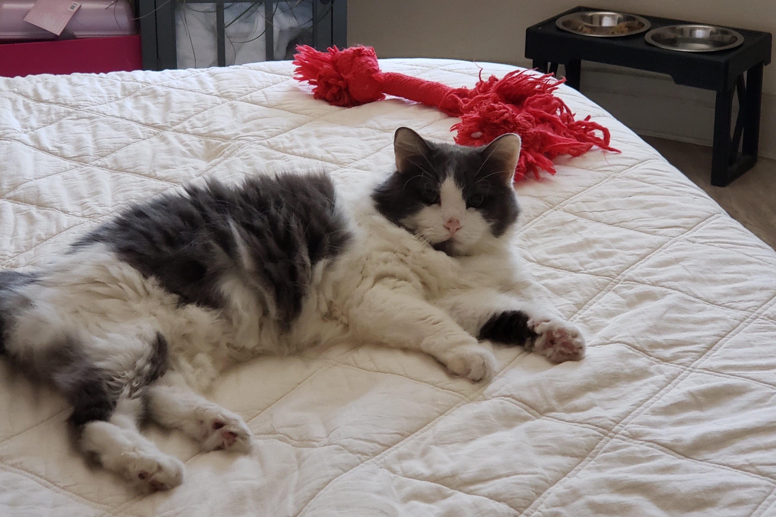 A long-haired gray and white cat sits on a bed near a red yarn toy.