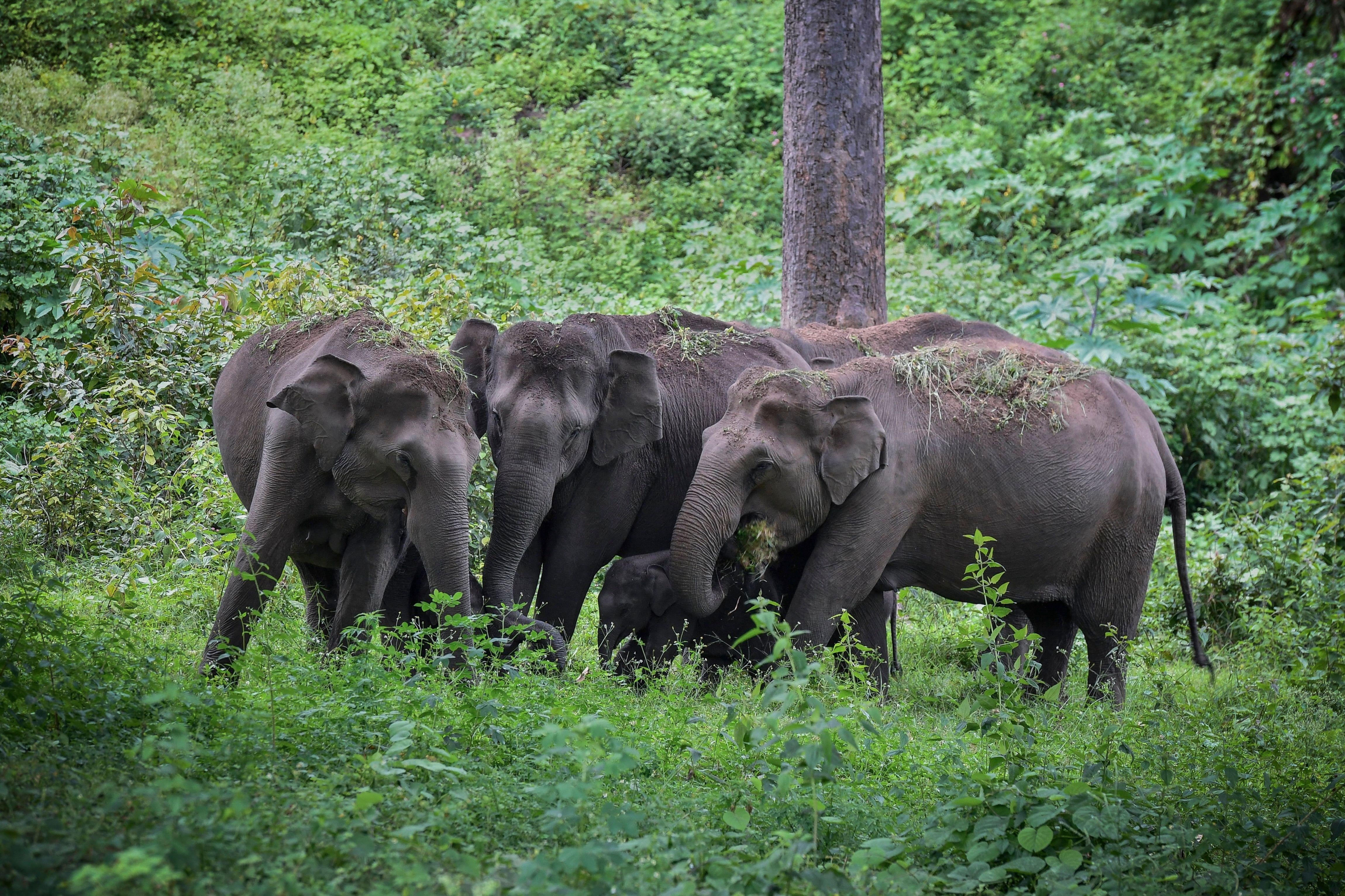 A herd of elephants in the wild