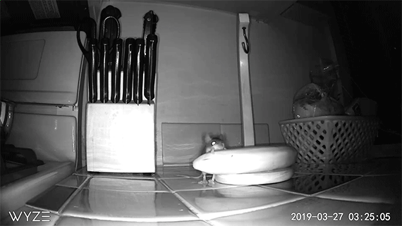 footage of a mouse in a kitchen