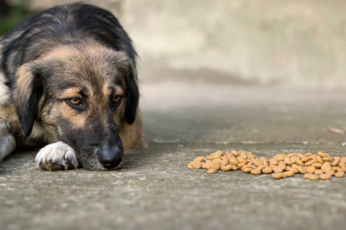 why is grain free food better for dogs