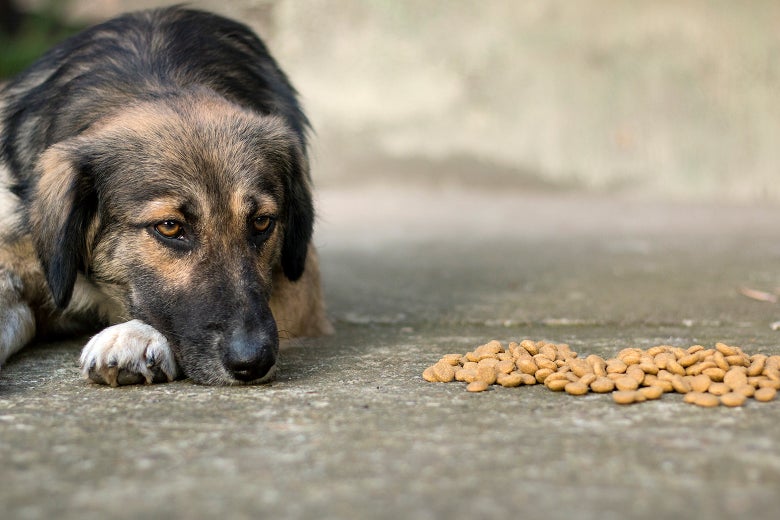 A sad dog not eating his food.