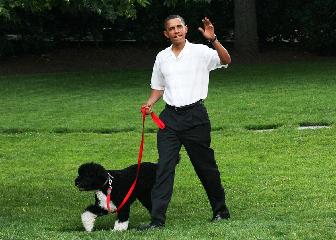 U.S. President Barack Obama walks the first dog Bo to a picnic for members of Congress on the South Lawn of the White House June 8, 2010 in Washington, DC..  