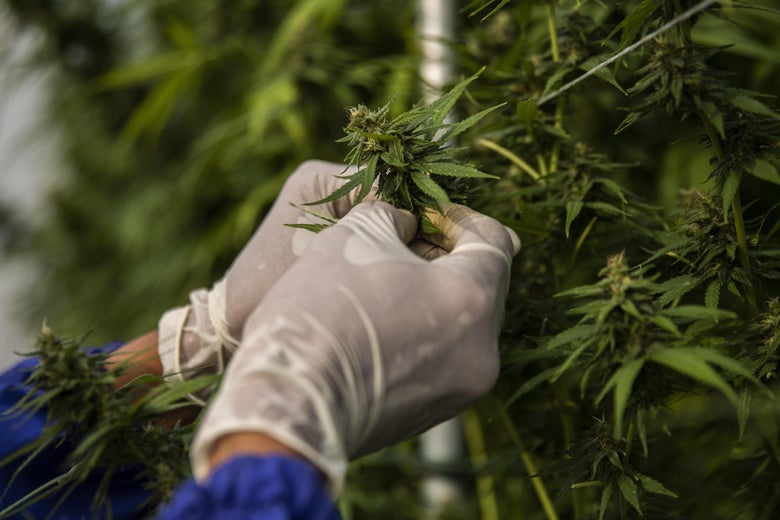 A greenhouse worker wearing gloves holds a budding cannabis plant.