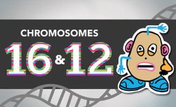Chromosomes 16 & 12