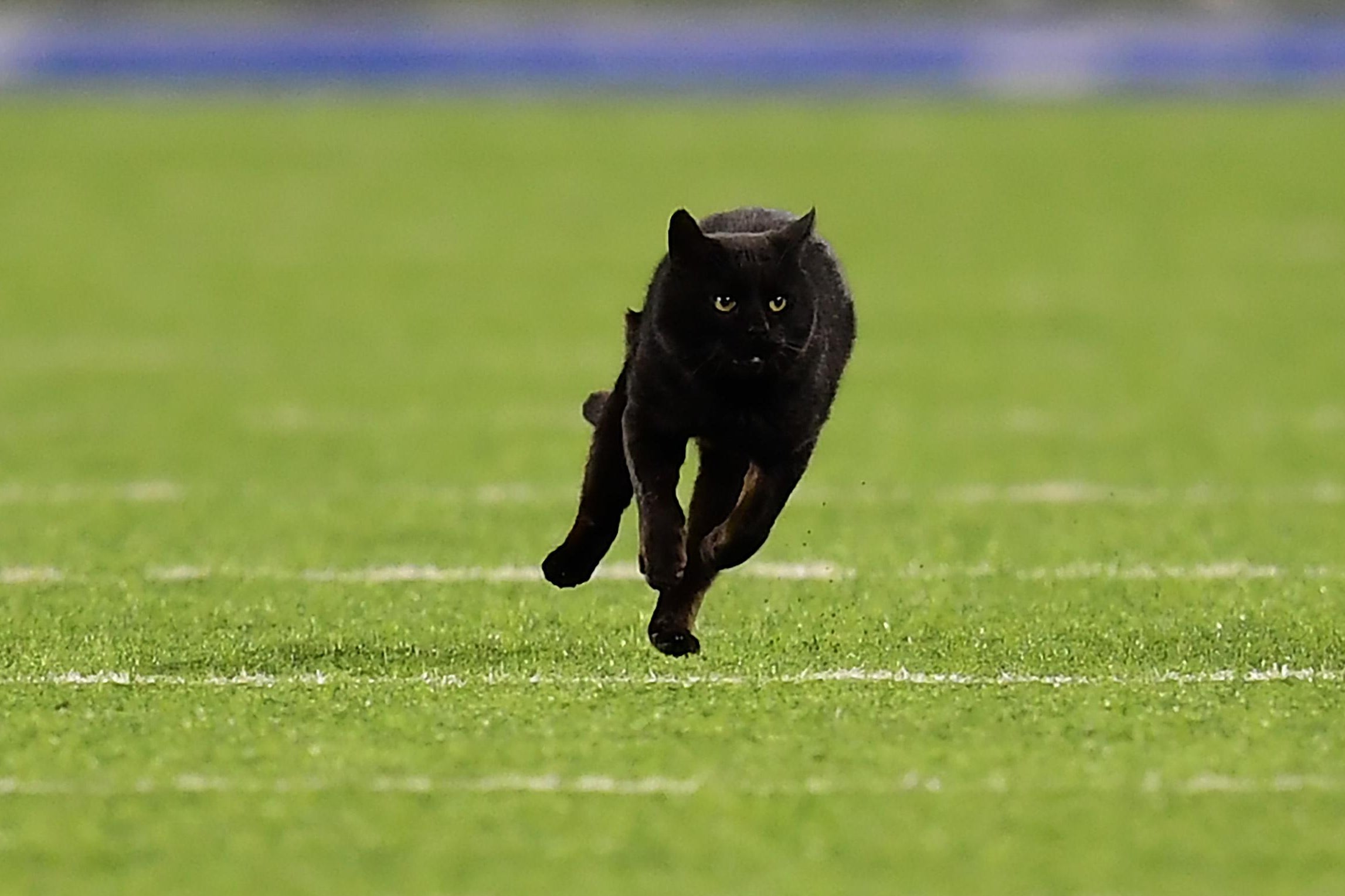 BLACK CAT ON THE FIELD