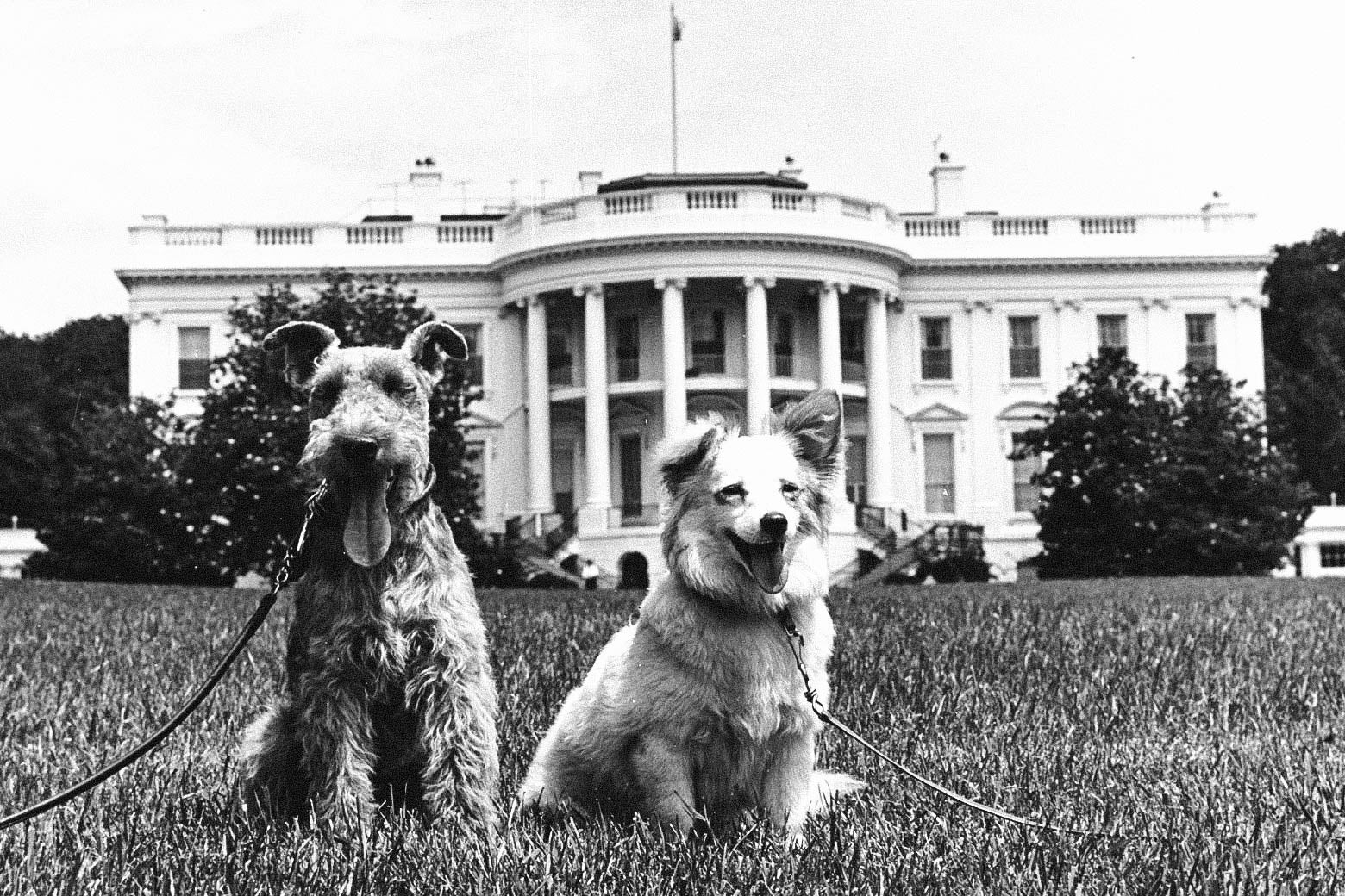 Two happy looking dogs sitting on the White House lawn.