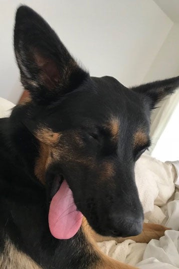 Ruby the dog sticking her tongue out.