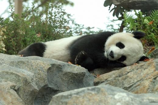 Mei Xiang, mother of the new panda cub