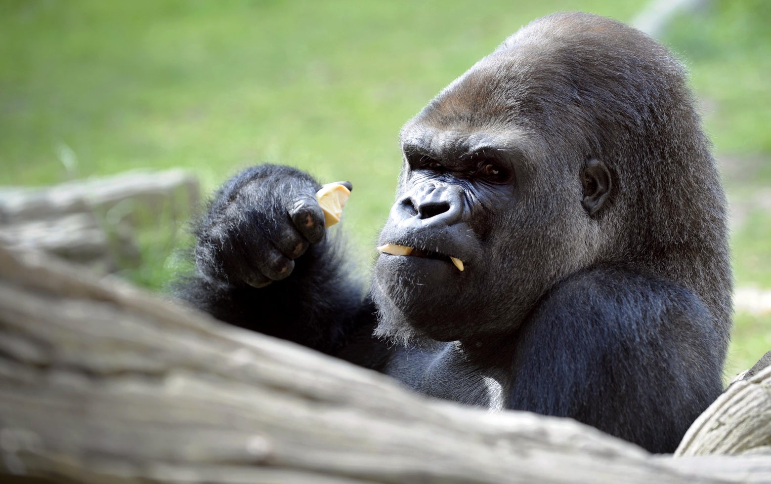 gorillas fighting other animals