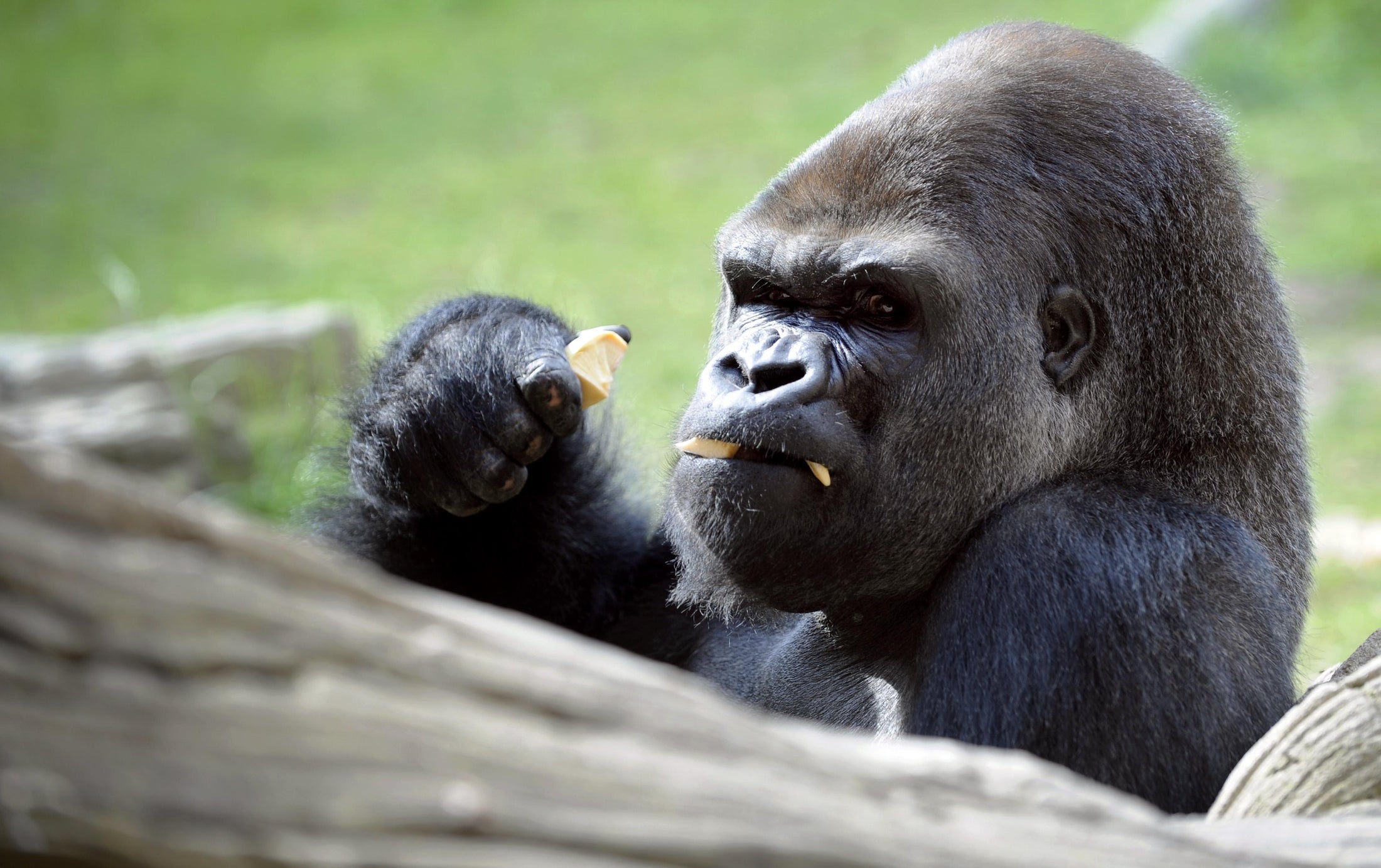 Professional fighter vs. Gorilla: Who would win?