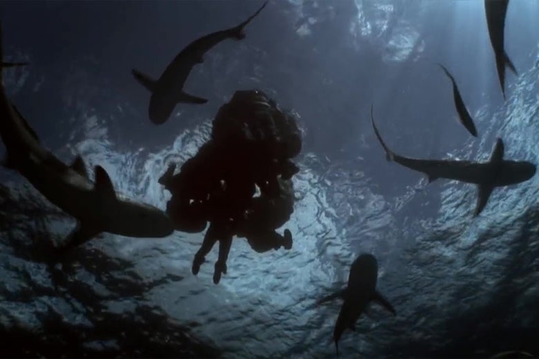 Sharks!