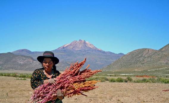 Woman holds Quinoa plant. 